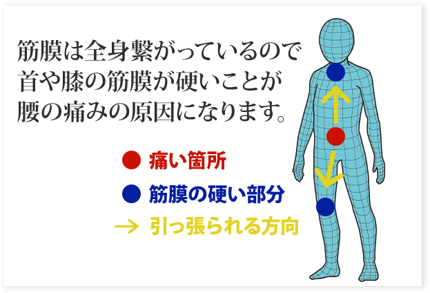 筋膜の説明画像2