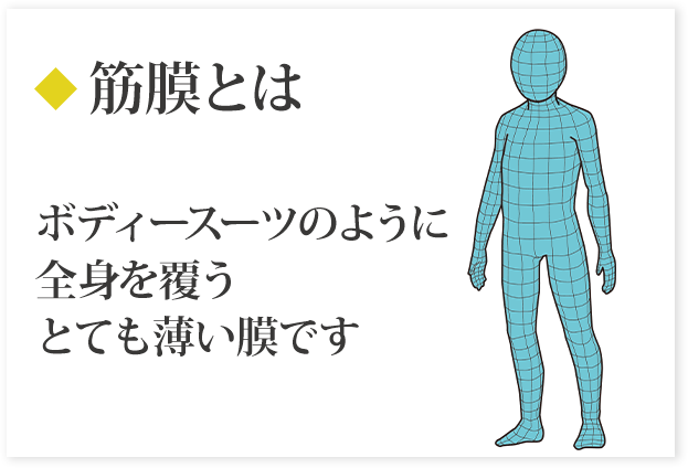 筋膜の説明画像1